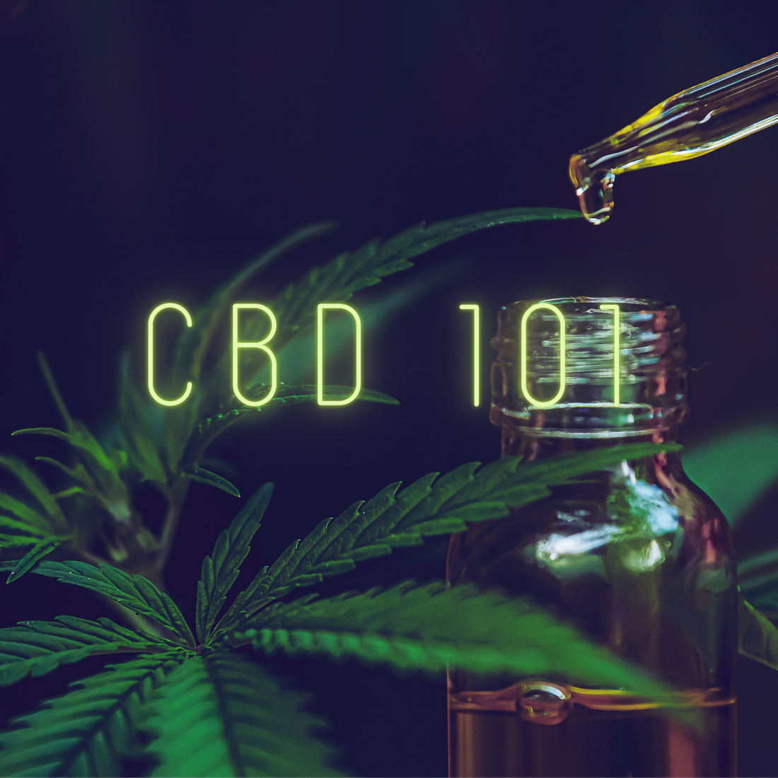 Hemp-Picture-With-the-words-CBD-101-in-front