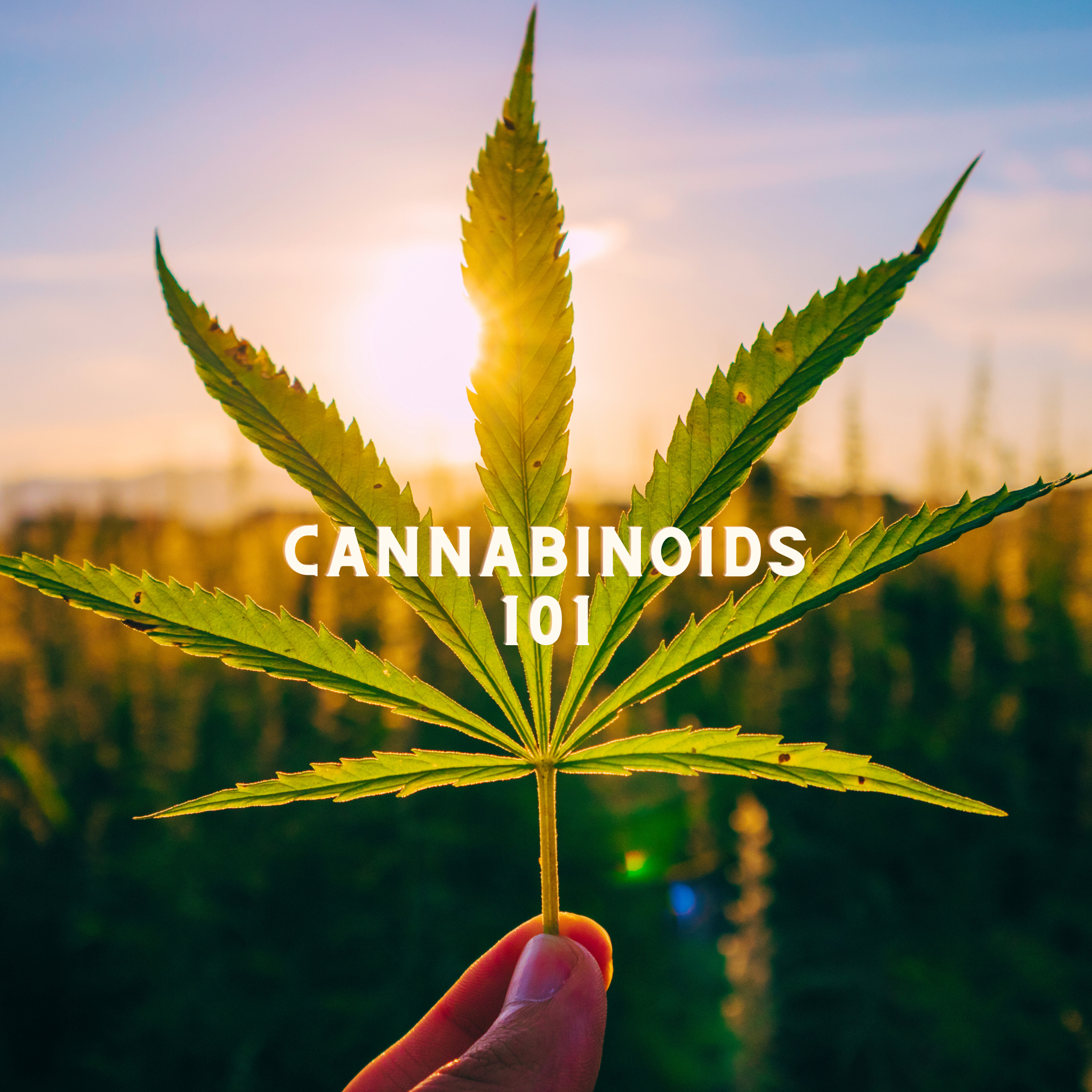Breaking down the world of Cannabinoids