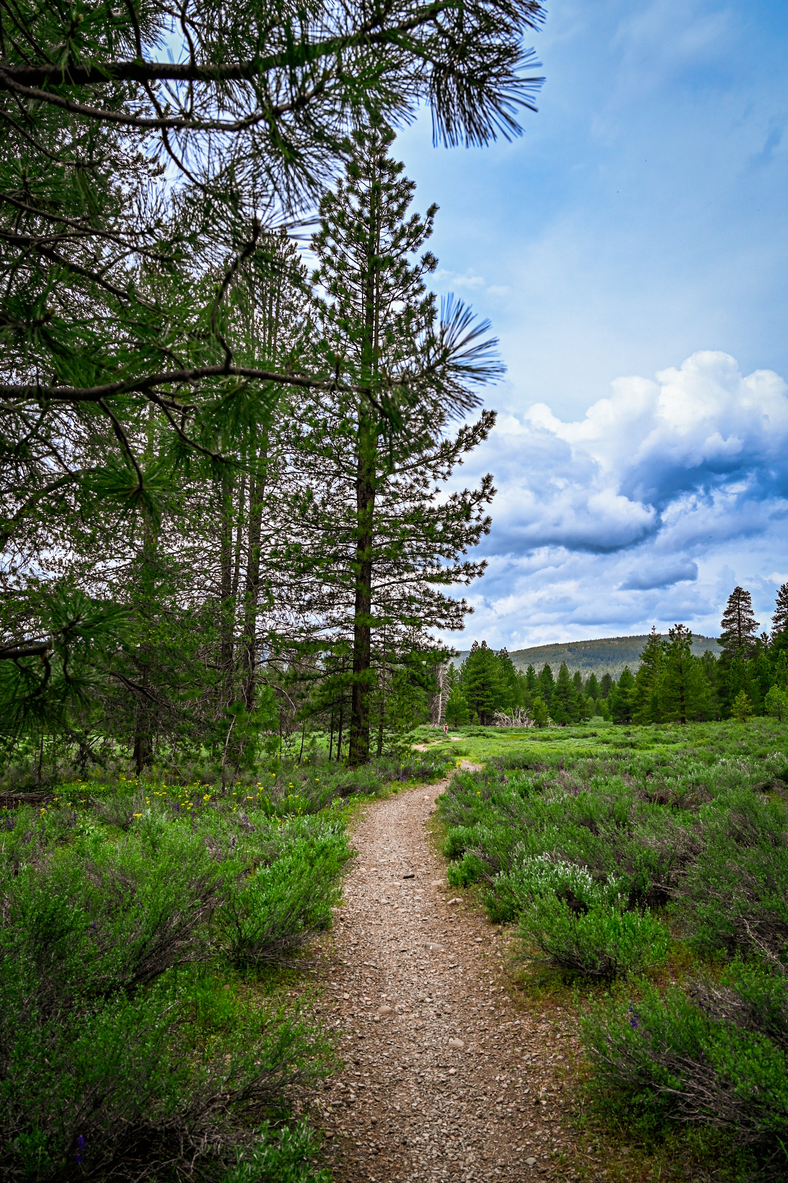 The Benefits of Hiking for Health