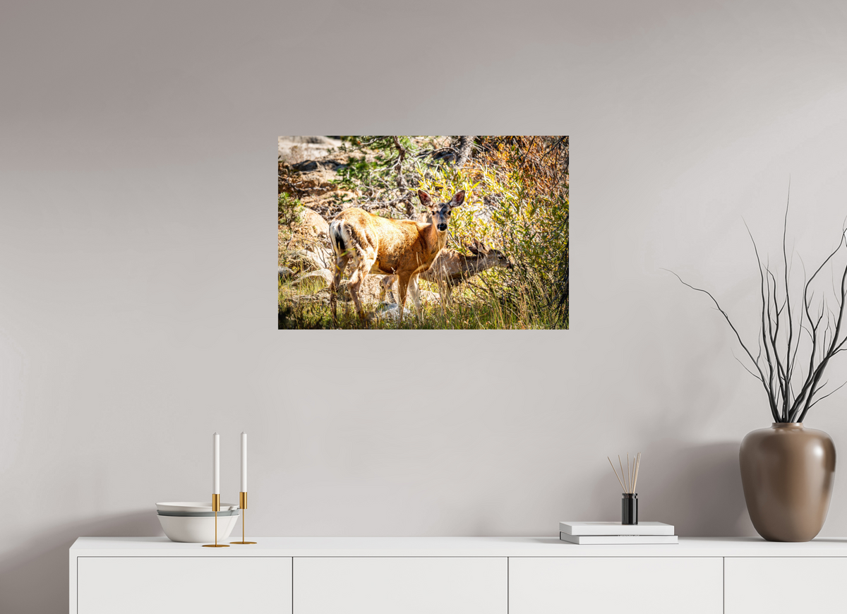 30 x 20″, Photo Print On Fuji Crystal DP II Quiet Companions