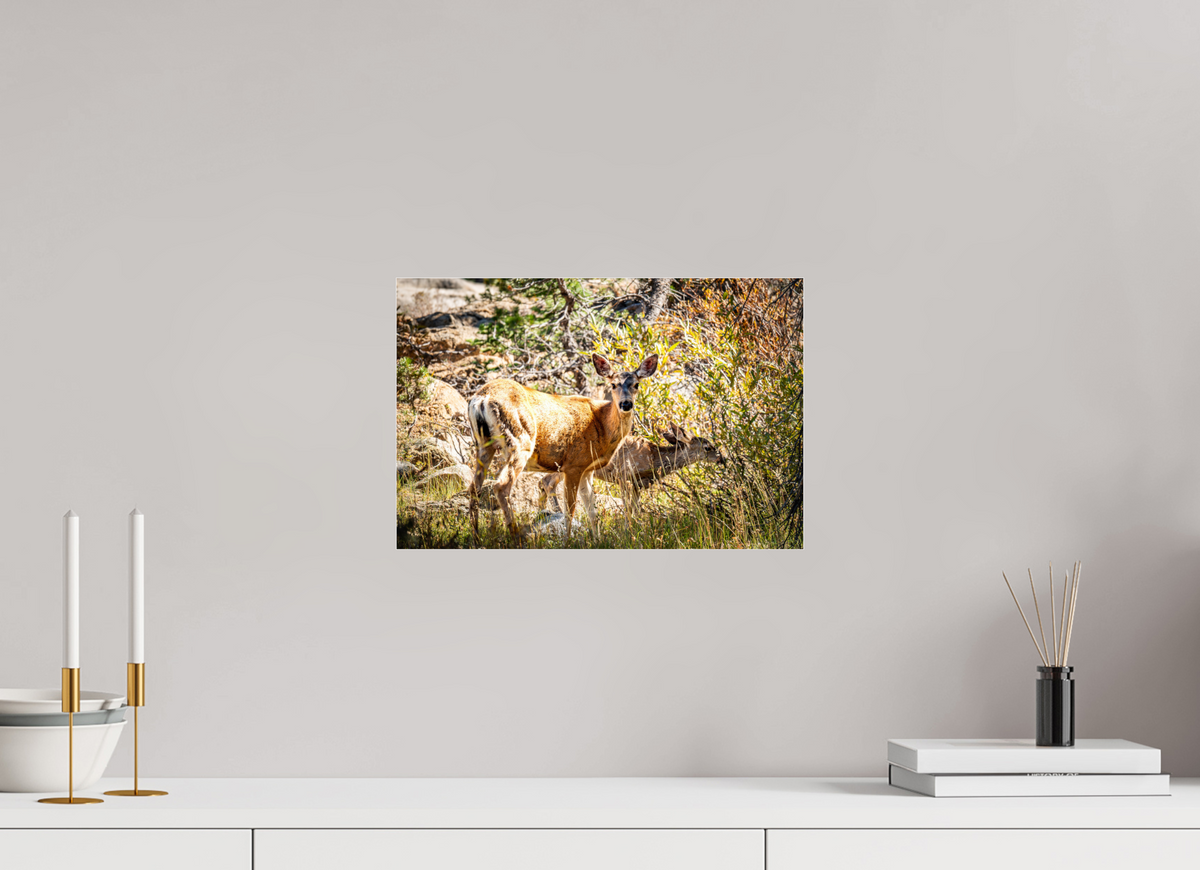 15 x 10″, Photo Print Under Acrylic Glass Quiet Companions
