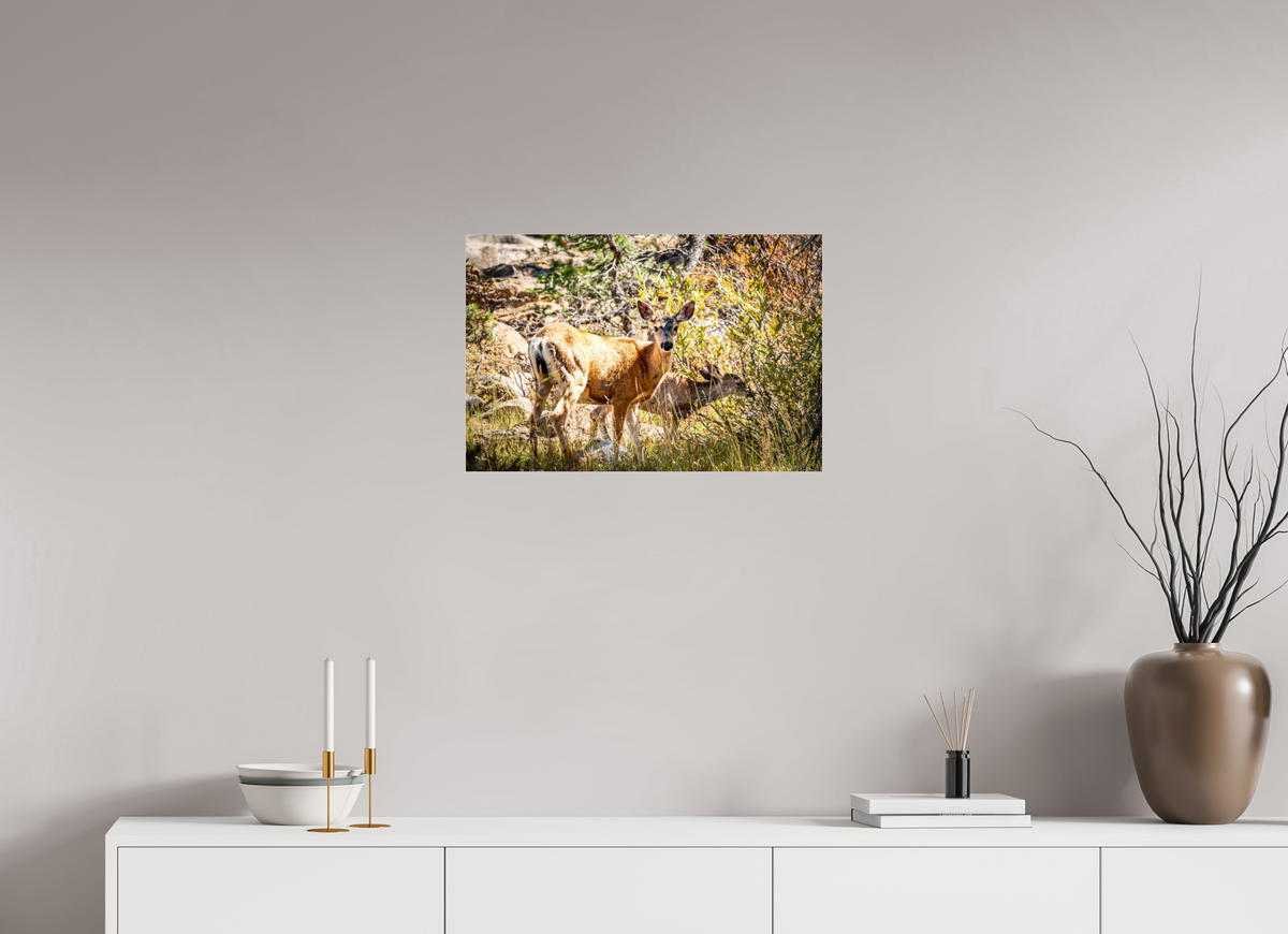 24 x 16″, Photo Print Under Acrylic Glass Quiet Companions