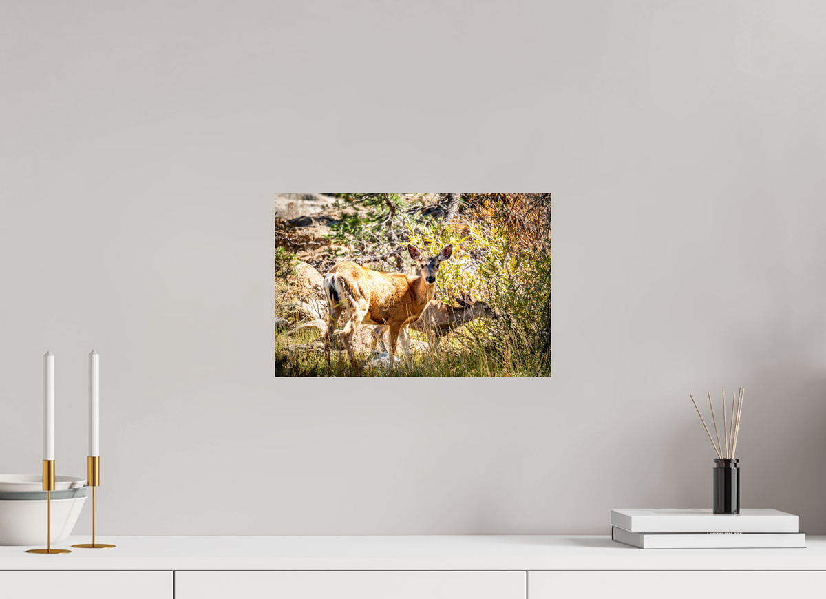 15 x 10″, Photo Print On Fuji Crystal DP II Quiet Companions