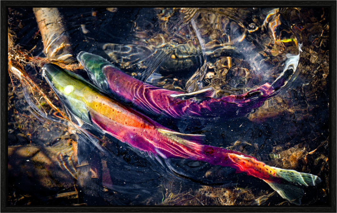 Main image Kokanee Run at Taylor Creek