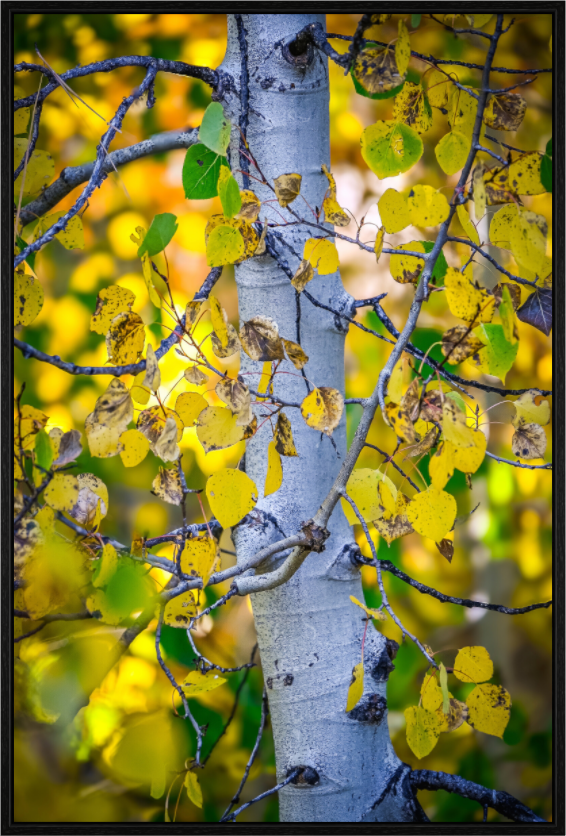 Main image Aspen in Gold