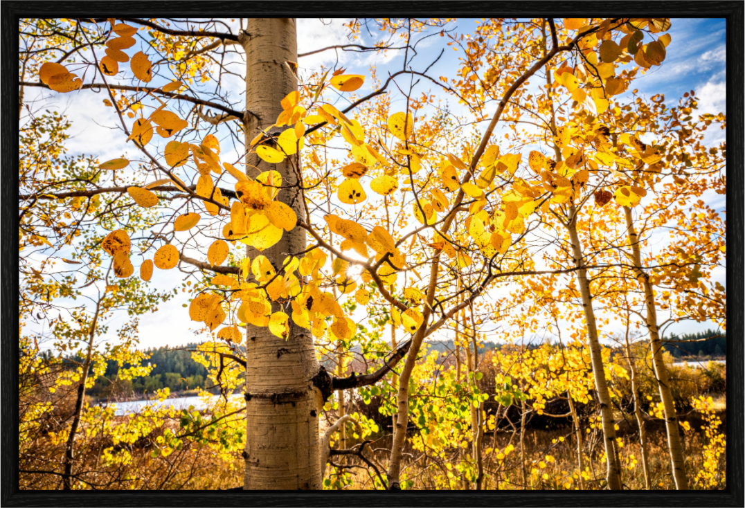 Main image Golden Canopy