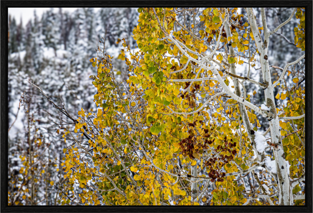 Main image Snow on Gold