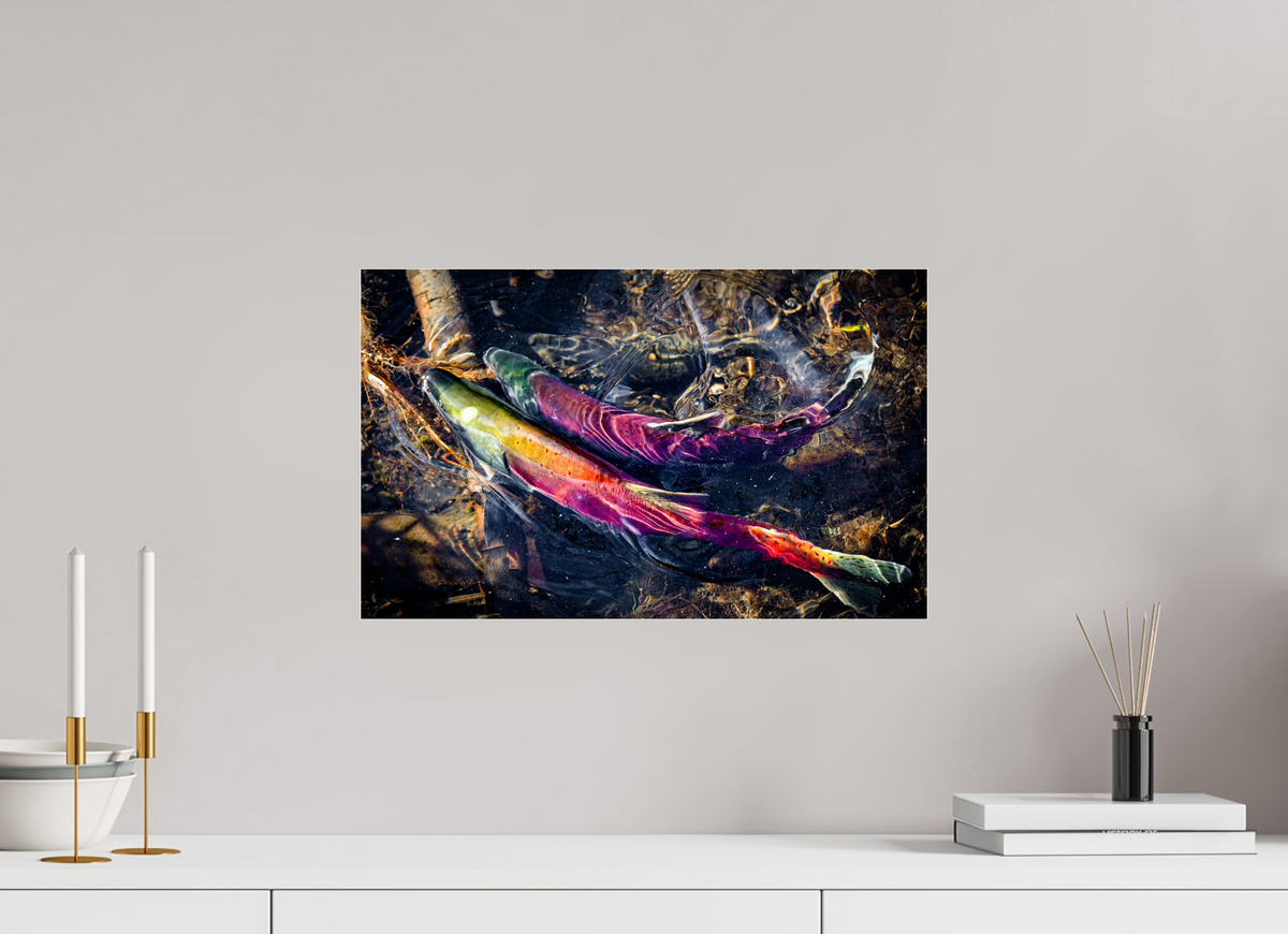 19.4 x 12″, Photo Print Under Acrylic Glass Kokanee Run at Taylor Creek