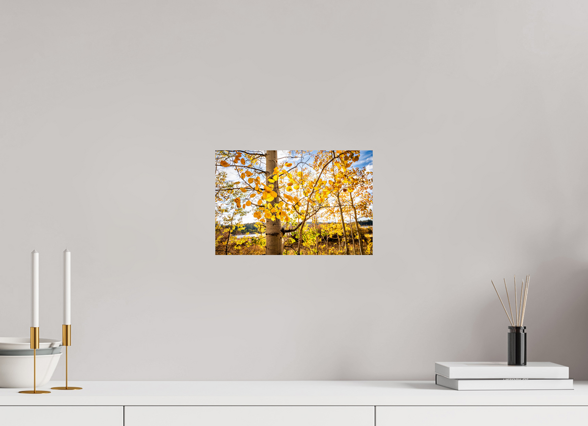 12 x 8″, Photo Print On Fuji Crystal DP II Golden Canopy