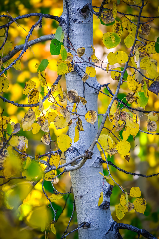 Fine art photograph of a pale aspen trunk surrounded by vivid yellow and green autumn leaves in the Sierra.