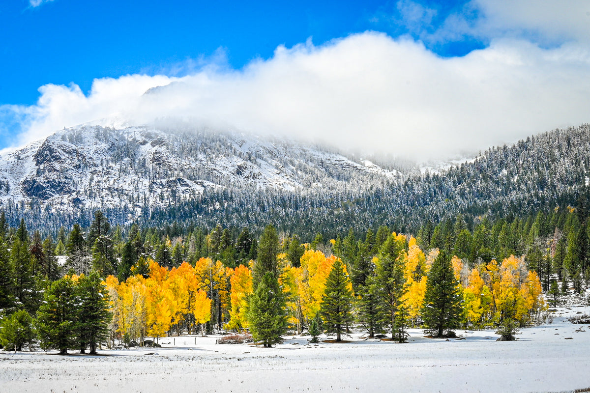 Fine art photograph of golden aspens, snow-covered forest, and a cloud-covered Sierra mountain ridge.