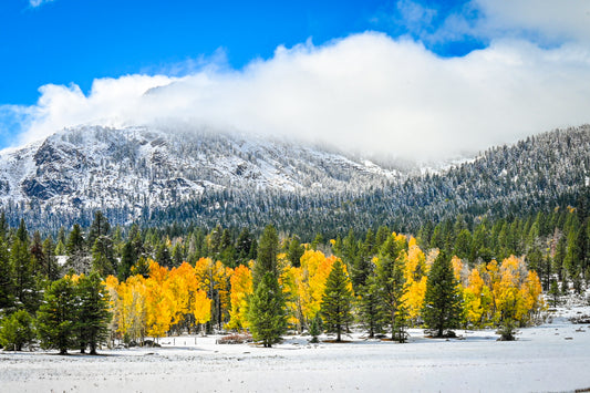 Fine art photograph of golden aspens, snow-covered forest, and a cloud-covered Sierra mountain ridge.