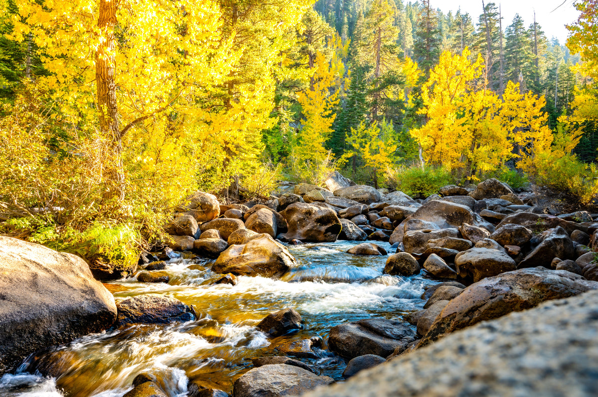 Clear mountain water flows over granite boulders beneath a glowing canopy of autumn color in the Sierra.