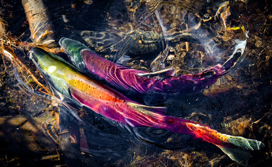 Fine art wildlife photograph of vibrant Kokanee salmon swimming in the clear water of Taylor Creek near Lake Tahoe.