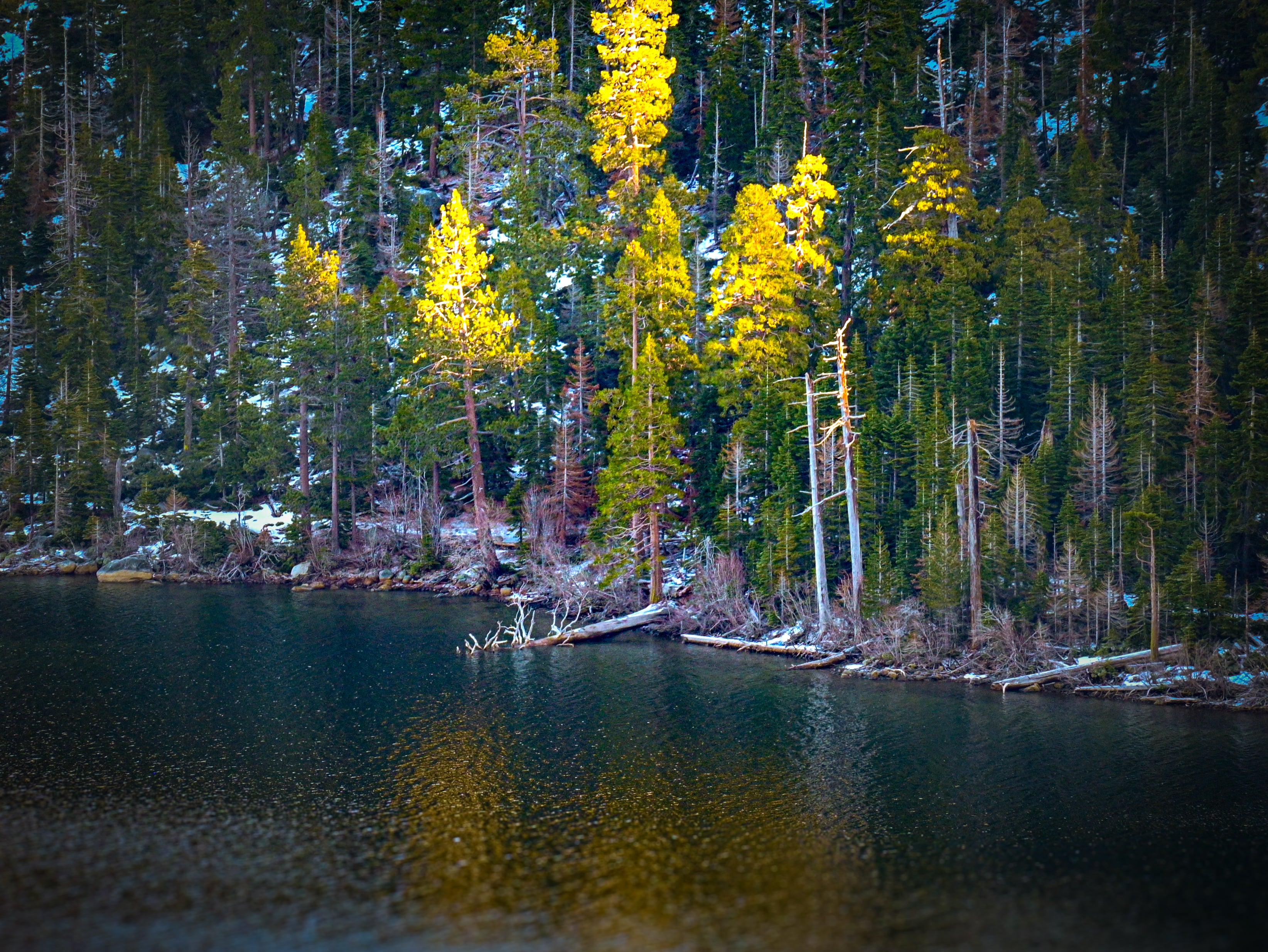 Fir trees with yellow needles reflected in a lake surrounded by evergreen forest