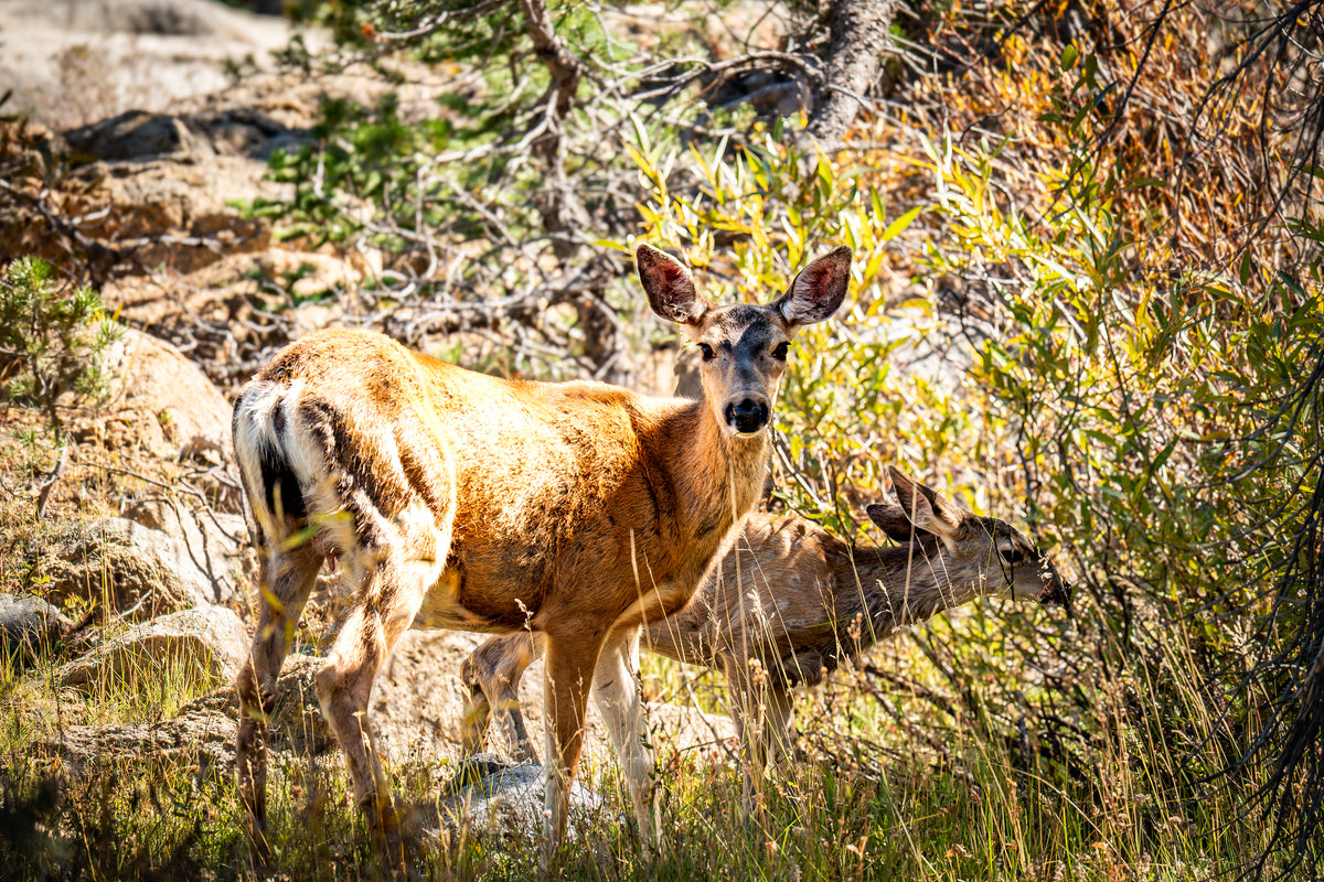 Two deer pause together in a warm Sierra meadow, captured in a quiet moment of mountain wildlife.
