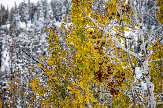 Fine art photograph of golden aspen leaves and white trunks dusted with snow in a Sierra forest