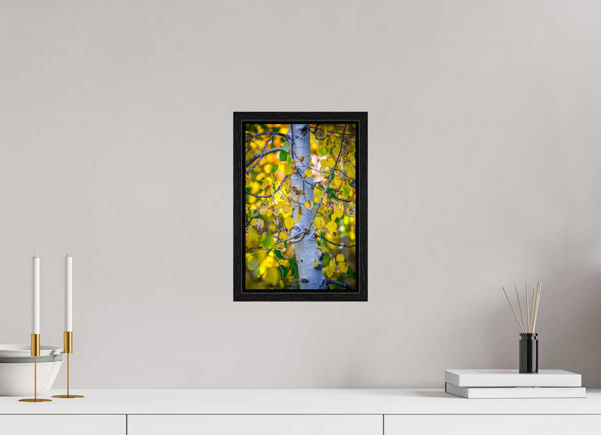 8 x 12″, Floater Frame Aspen in Gold
