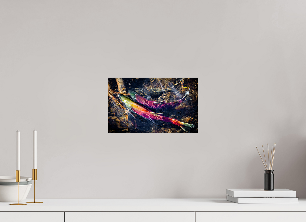 13 x 8″, Photo Print Under Acrylic Glass Kokanee Run at Taylor Creek