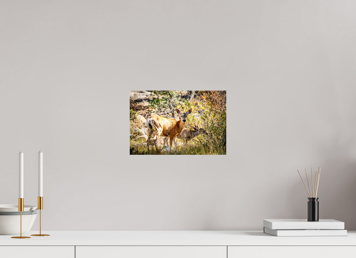 12 x 8″, Photo Print Under Acrylic Glass Quiet Companions