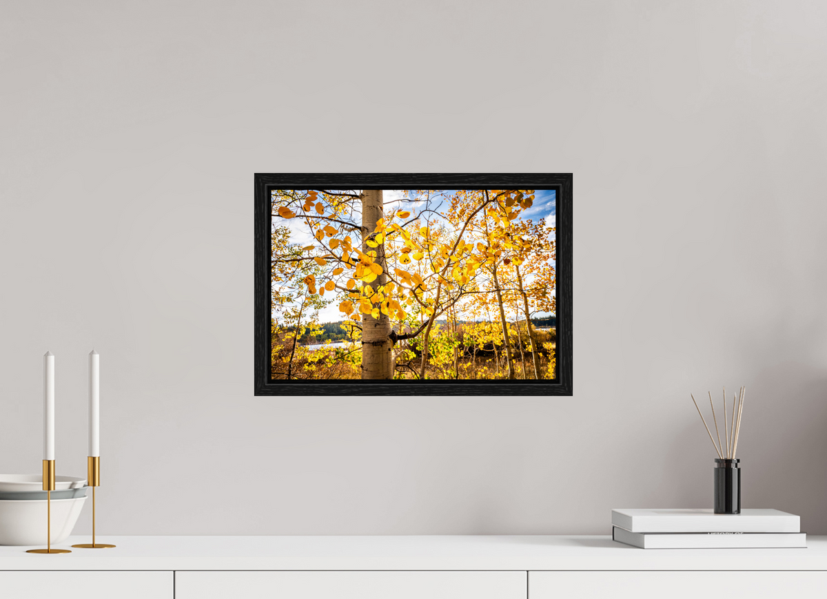 15 x 10″, Floater Frame Golden Canopy