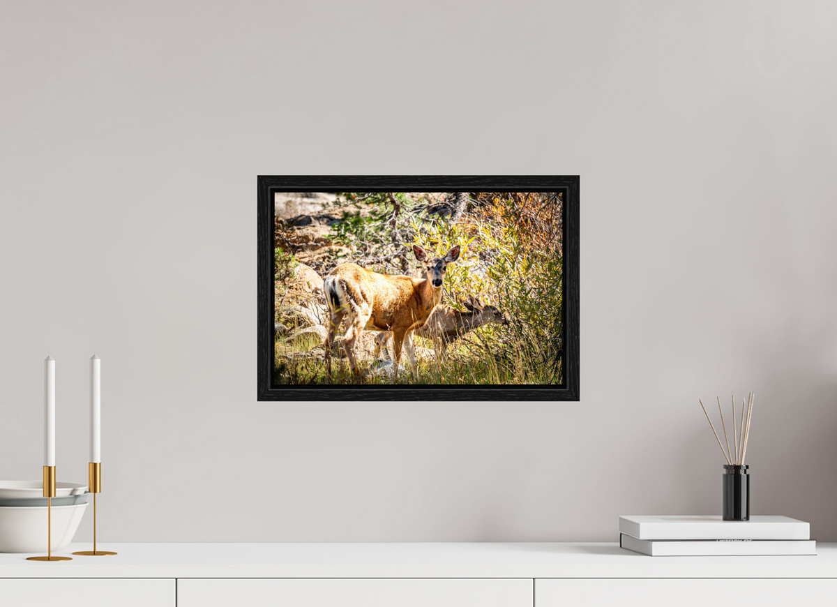 15 x 10″, Floater Frame Quiet Companions