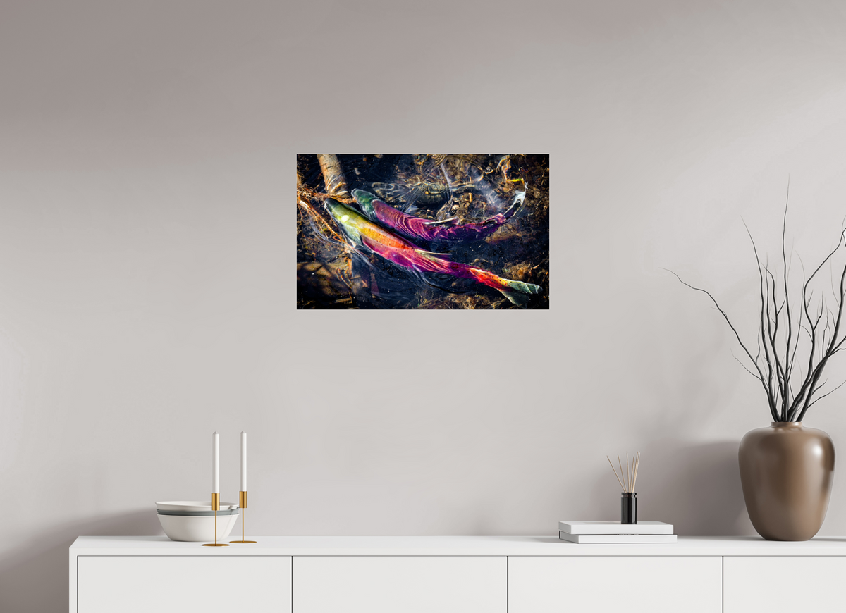 25.9 x 16″, Photo Print Under Acrylic Glass Kokanee Run at Taylor Creek