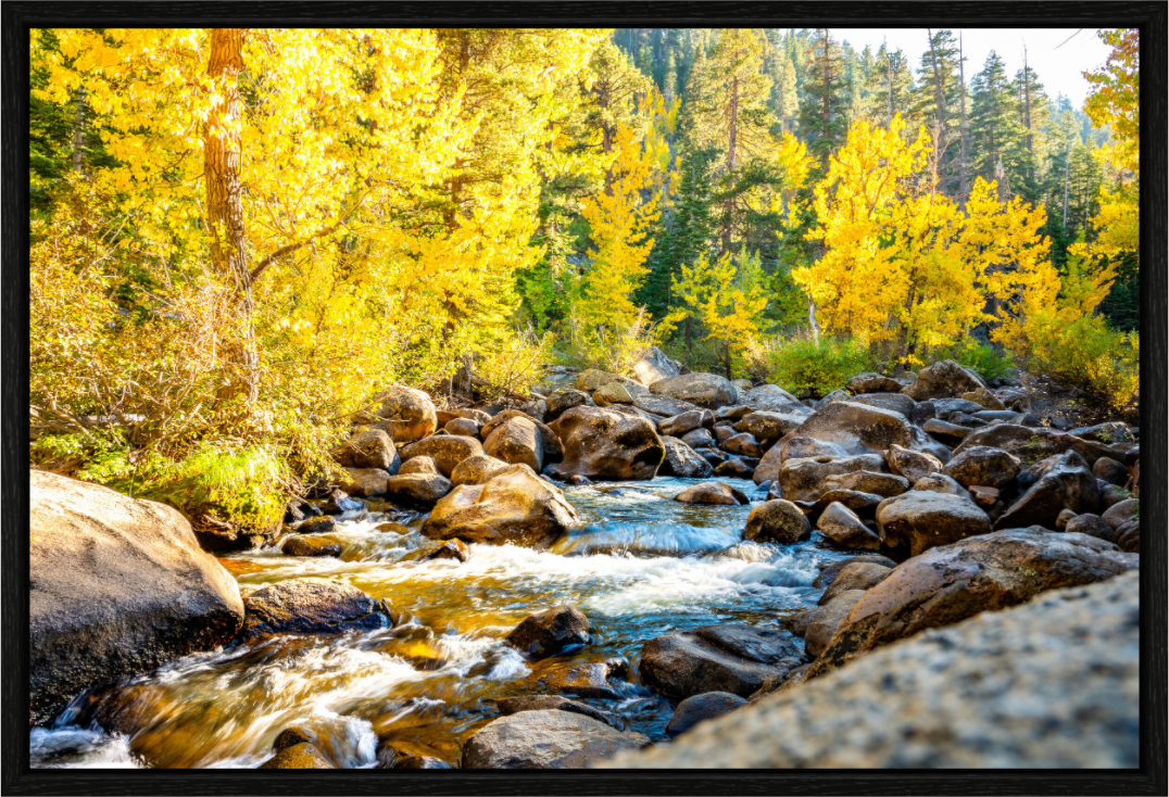 Main image Golden Current