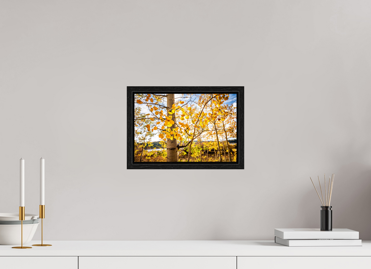 12 x 8″, Floater Frame Golden Canopy