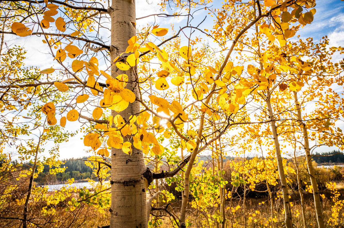 Fine art photograph of sunlit golden aspen leaves and white trunks in a Tahoe mountain landscape.